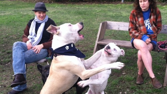Dogs tussle at Mickey Markey Park, but not for long.