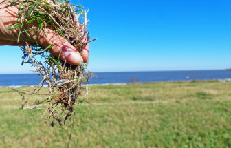 Bermuda is considered an ideal grass for armoring local levees because its dense root mass holds soils and it grows well in the local climate