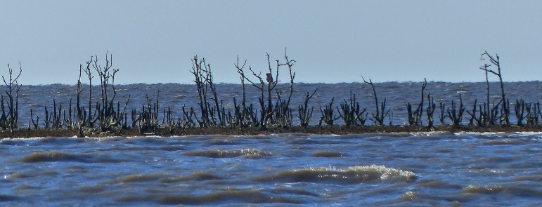 Most of the mangrove islands that were nesting sites in eastern Barataria Bay before the Deepwater Horizon spill four years ago now are open water, while a few others are just slivers of dead breaches and sand.