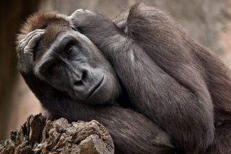 Are zoo denizens living better than we humans, or are we humans starting to feel like caged animals?