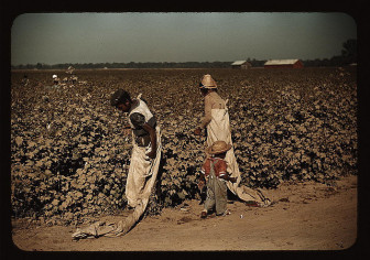 The good ol' days? Cotton pickers work a Mississippi delta farm in the 1930s.