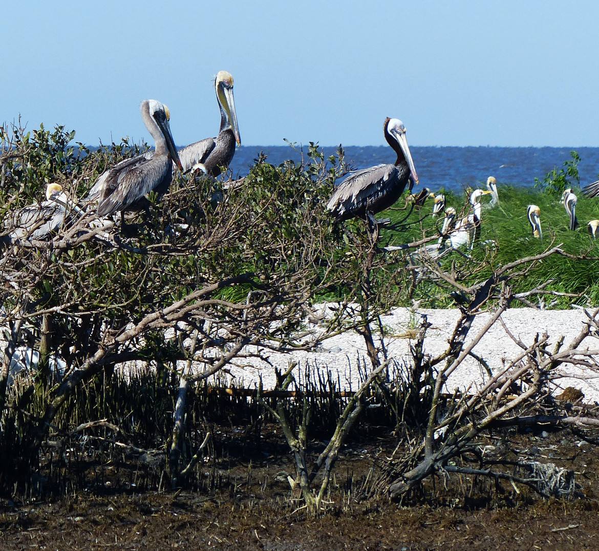 The one island still large and high enough to hold mangroves is still used by several hundred pelicans, roseate spoonbills, herons and other birds. But as this image shows, some of the mangroves are still dying from the oil. Before the spill, officials estimated about 10,000 pelicans and other birds used the barrier islands.