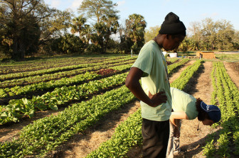 Grow Dat Youth Farm works two acres in City Park and harvests 20,000 pounds of fresh food.