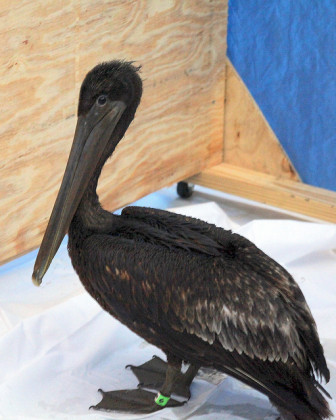 Blackened with oil from the BP spill, a brown pelican awaits resuscitation at an Alabama rehab center.