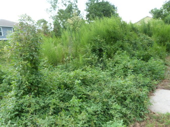 By last week ,the weeds at 5741 Wildair Dr. had overtaken the sidewalk.