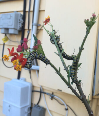 Monarch caterpillars feast on tropical milkweed outside a New Orleans residence.