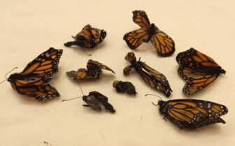 The author has spotted deformed monarchs as far north as the Canadian border. 