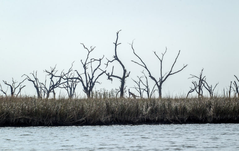 Dead and dying trees stand in the marsh near Grand Bayou.