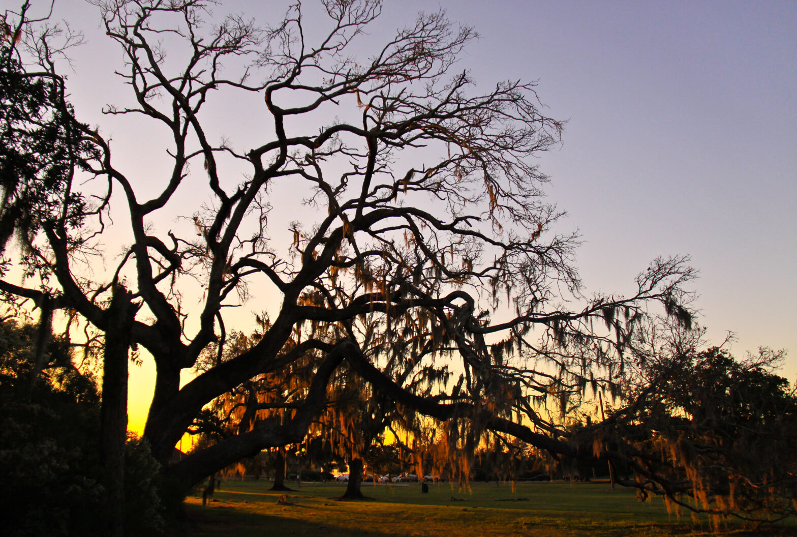 Fontainebleau State Park: We Need Wilderness Now More Than Ever