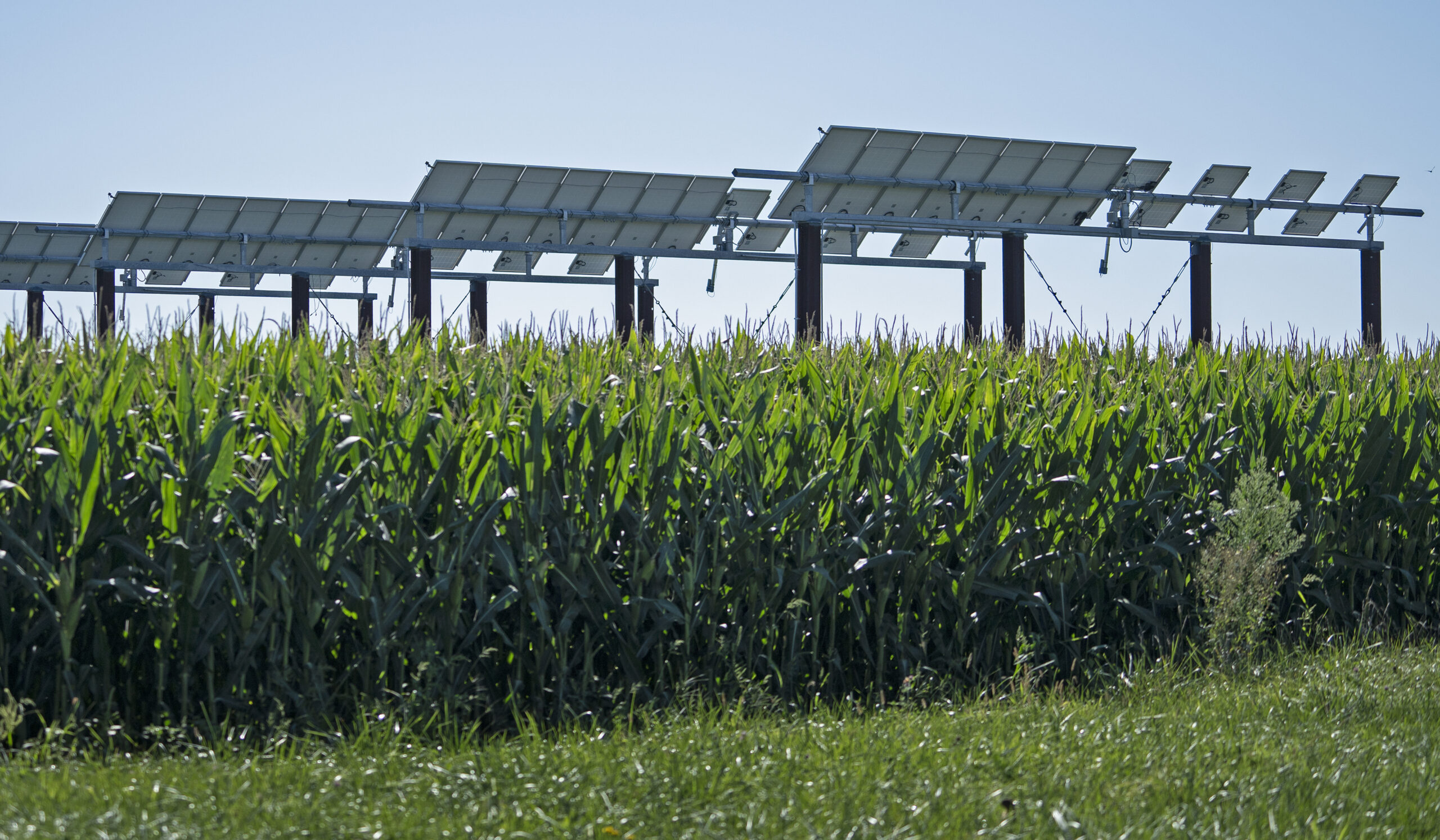 Research Seeks Ways To Grow Solar And Crops Together In The Skeptical Corn Belt The Lens 5972