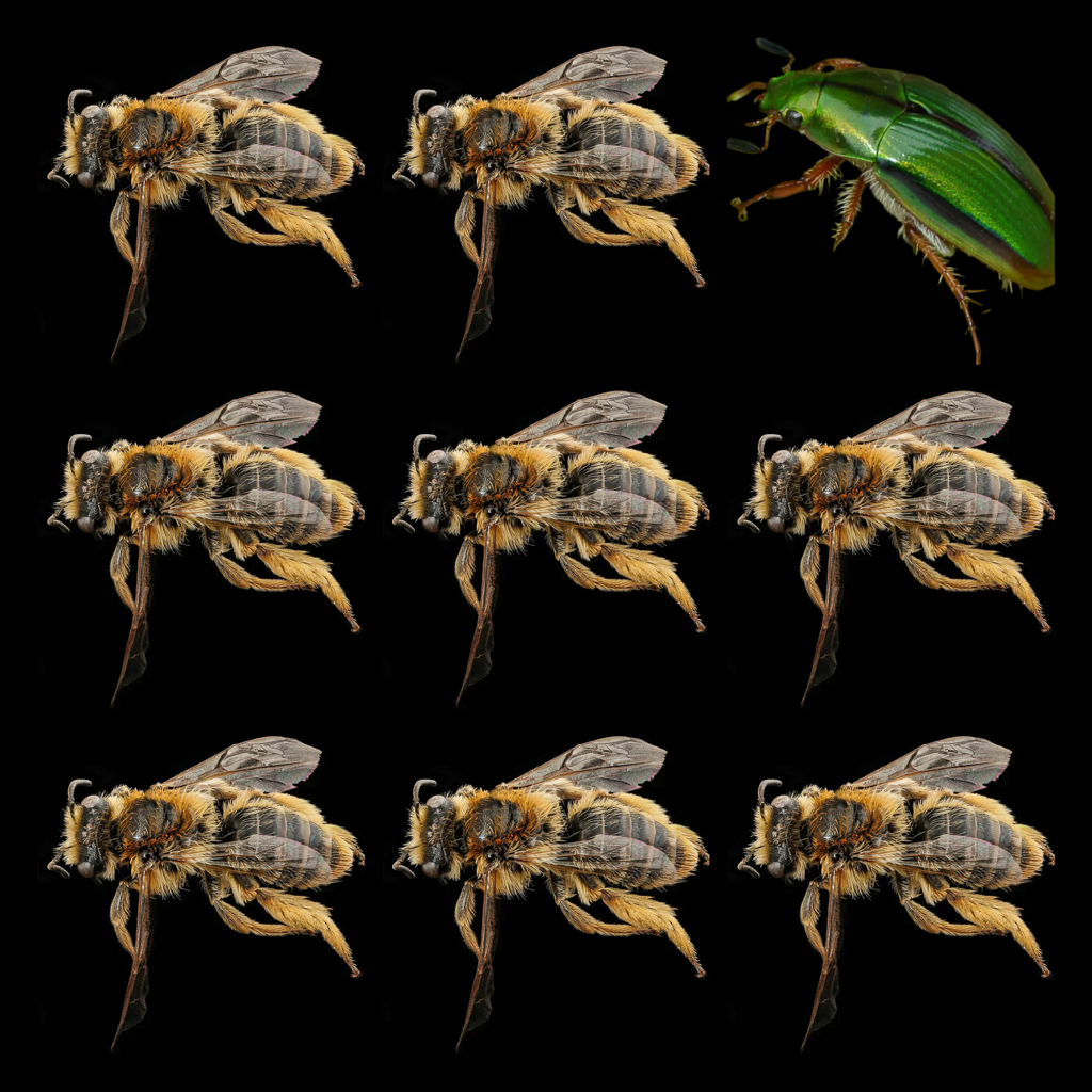 This Ecologist Lost Her Grant for Studying Diversity—of Insects