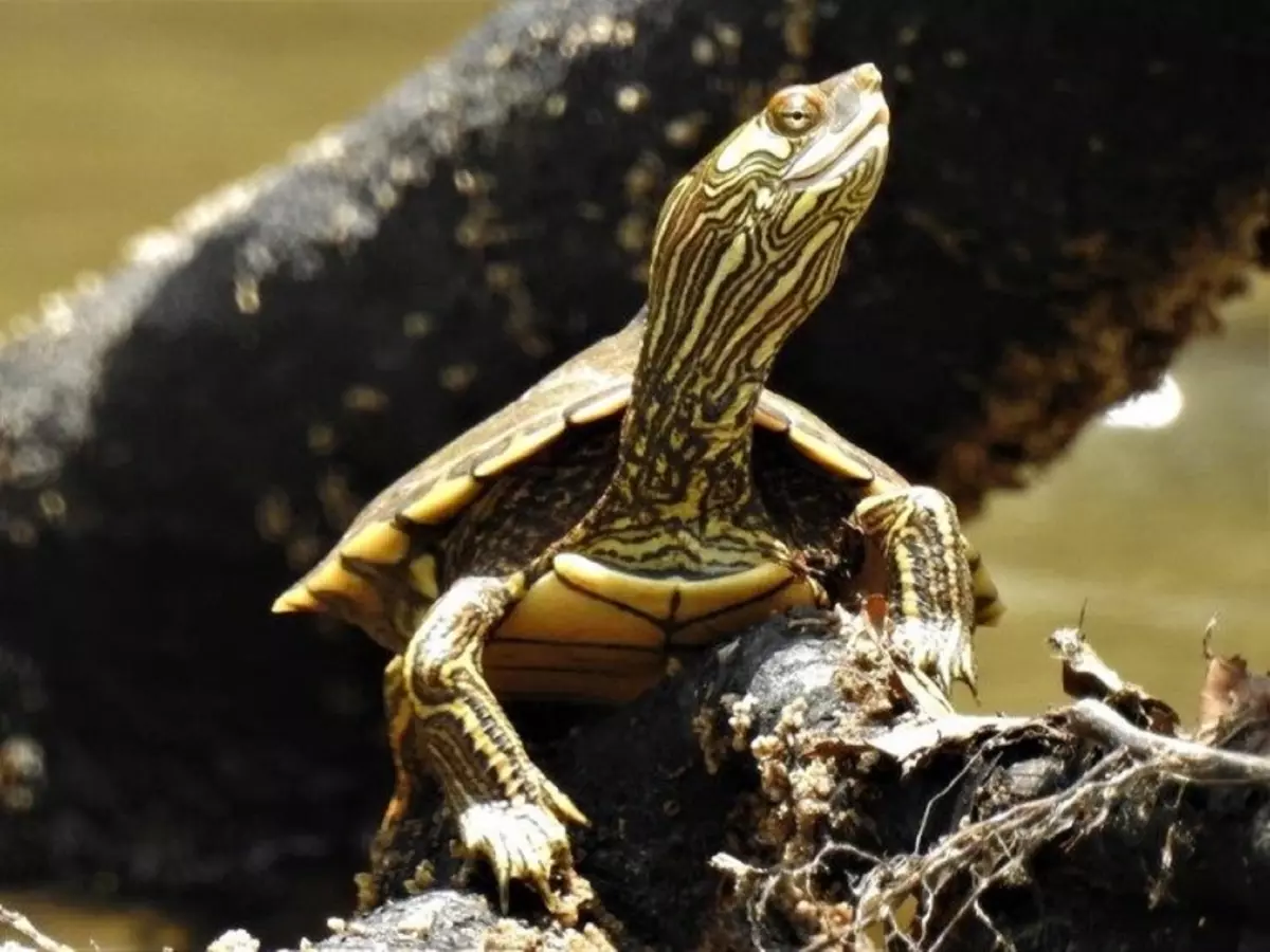 It could take decades to restore numbers of Pearl River map turtle
