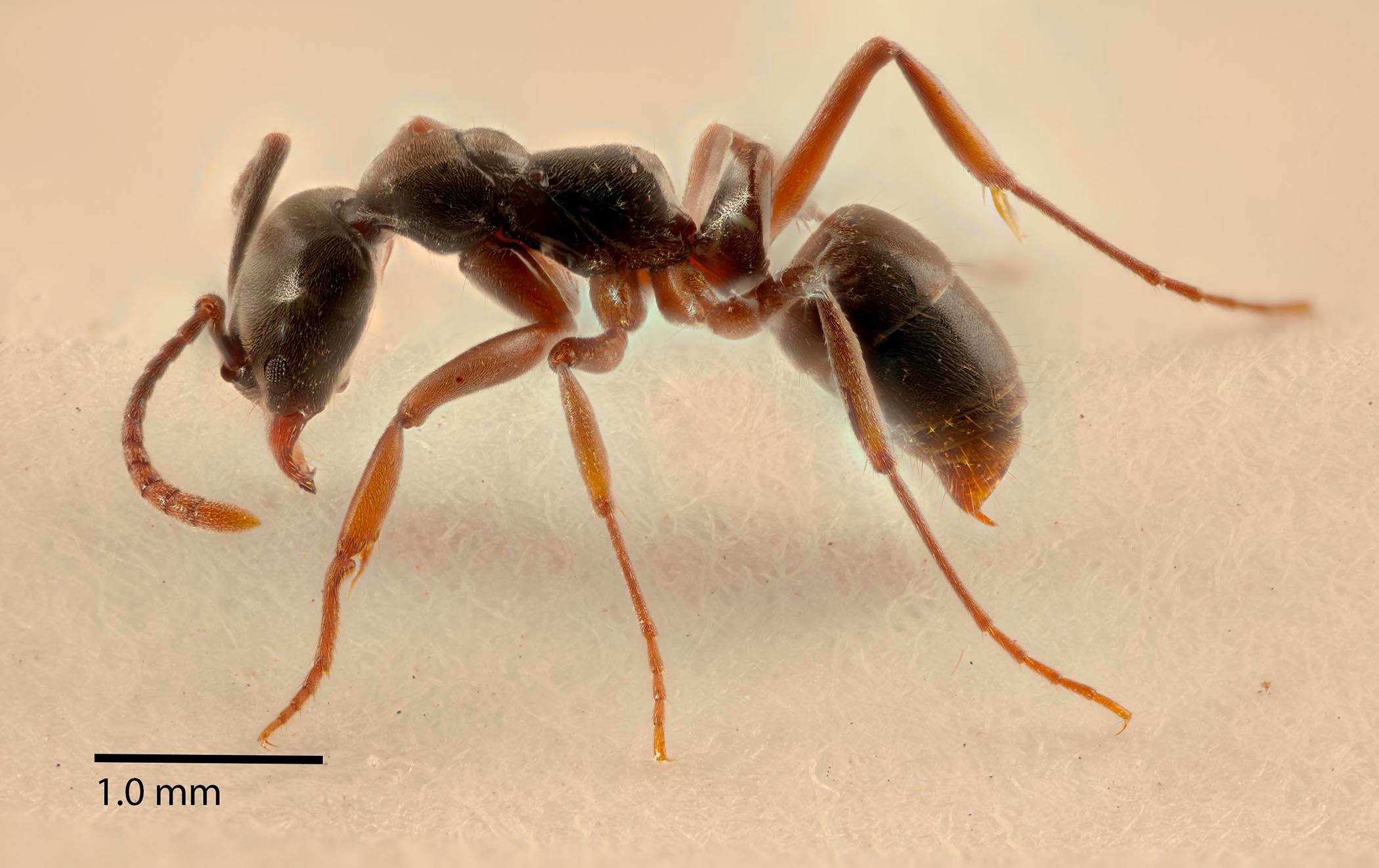 Researchers warn of threats – to humans and native plants – from little-known ant