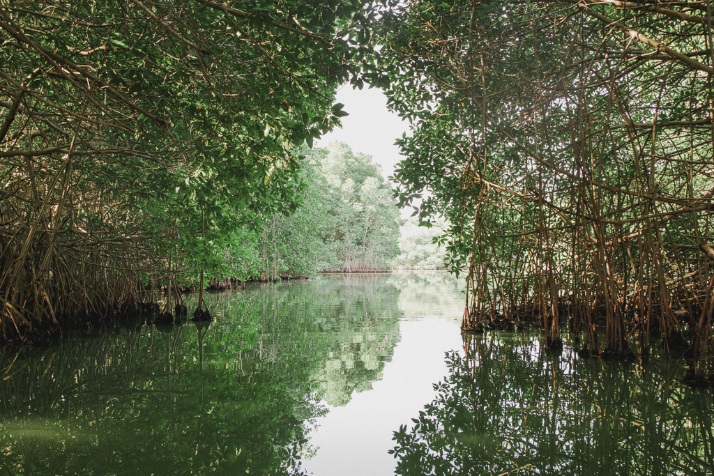 Mangrove forests rebound worldwide, maybe just in time for Louisiana’s coast