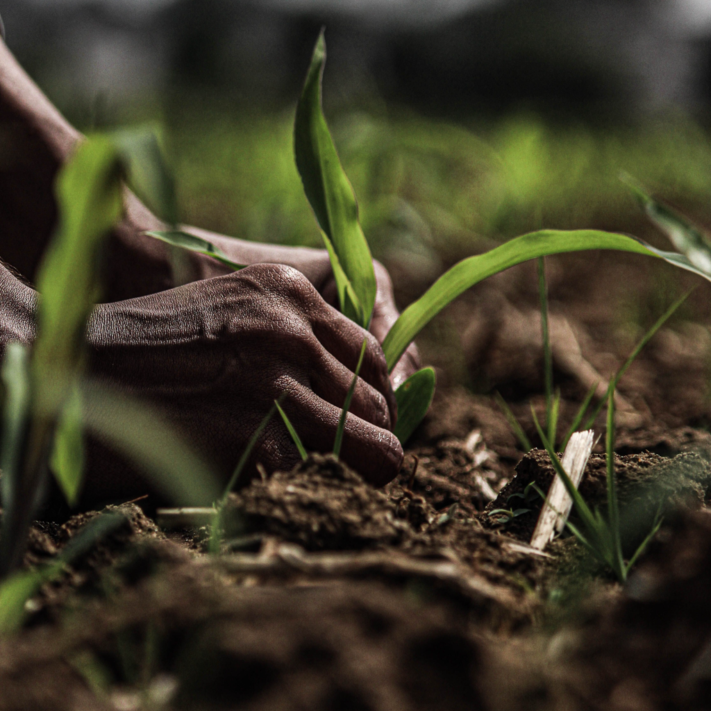 The fields confessed